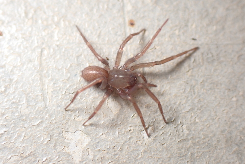 Chorizomma subterraneum