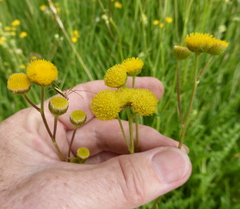 Nidorella pinnata