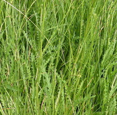 Nidorella pinnata