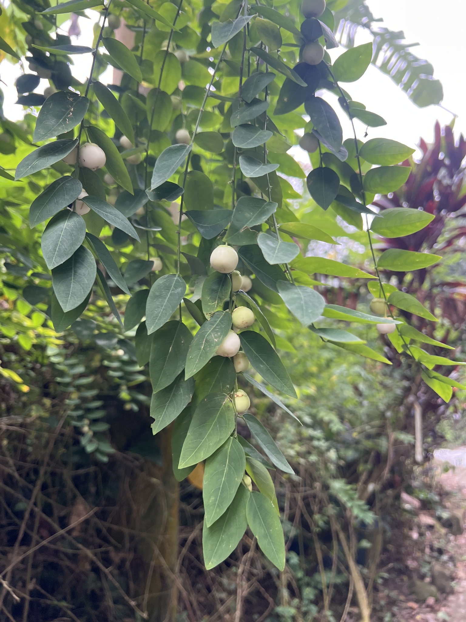 Phyllanthus Androgynus (Breynia androgyna)