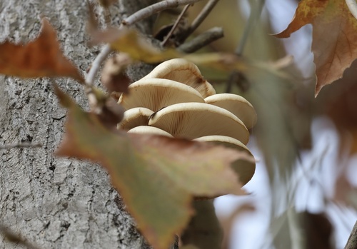 iNaturalist observation photo of Oyster Mushroom