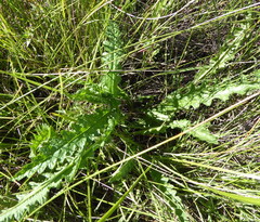 Nidorella pinnata