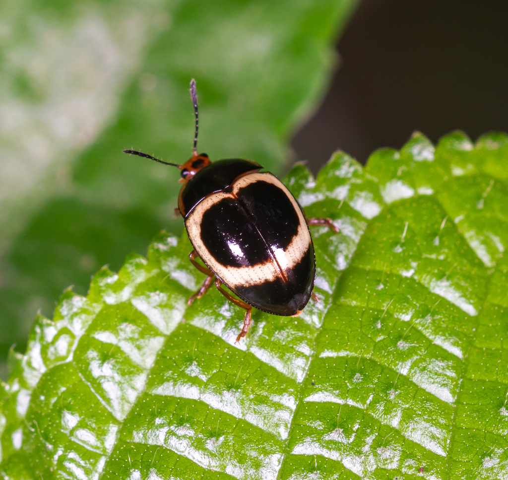 Iphiclus circulus
