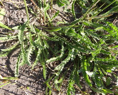 Nidorella pinnata