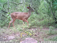 Odocoileus virginianus sinaloae