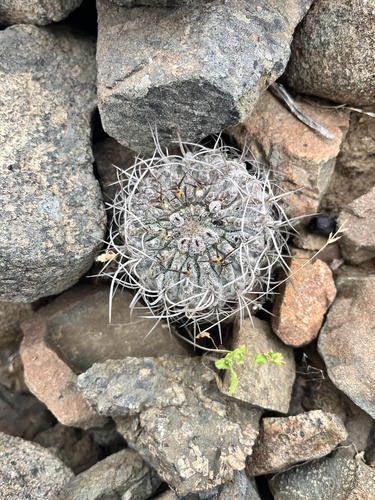 Eriosyce heinrichiana