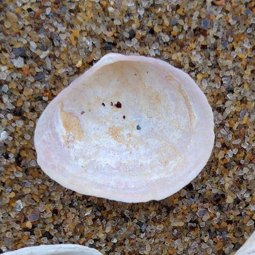 Macoma petalum