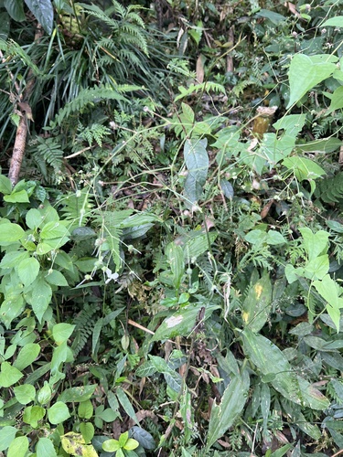 Rough Dayflower (Rhopalephora scaberrima)