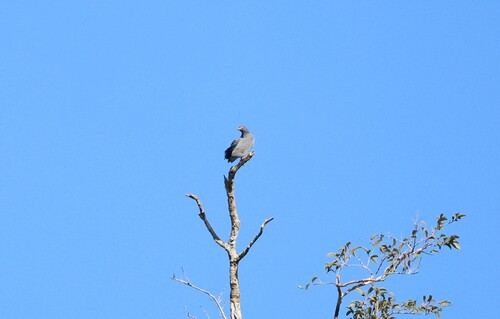 Slender-billed Kite (Helicolestes hamatus)