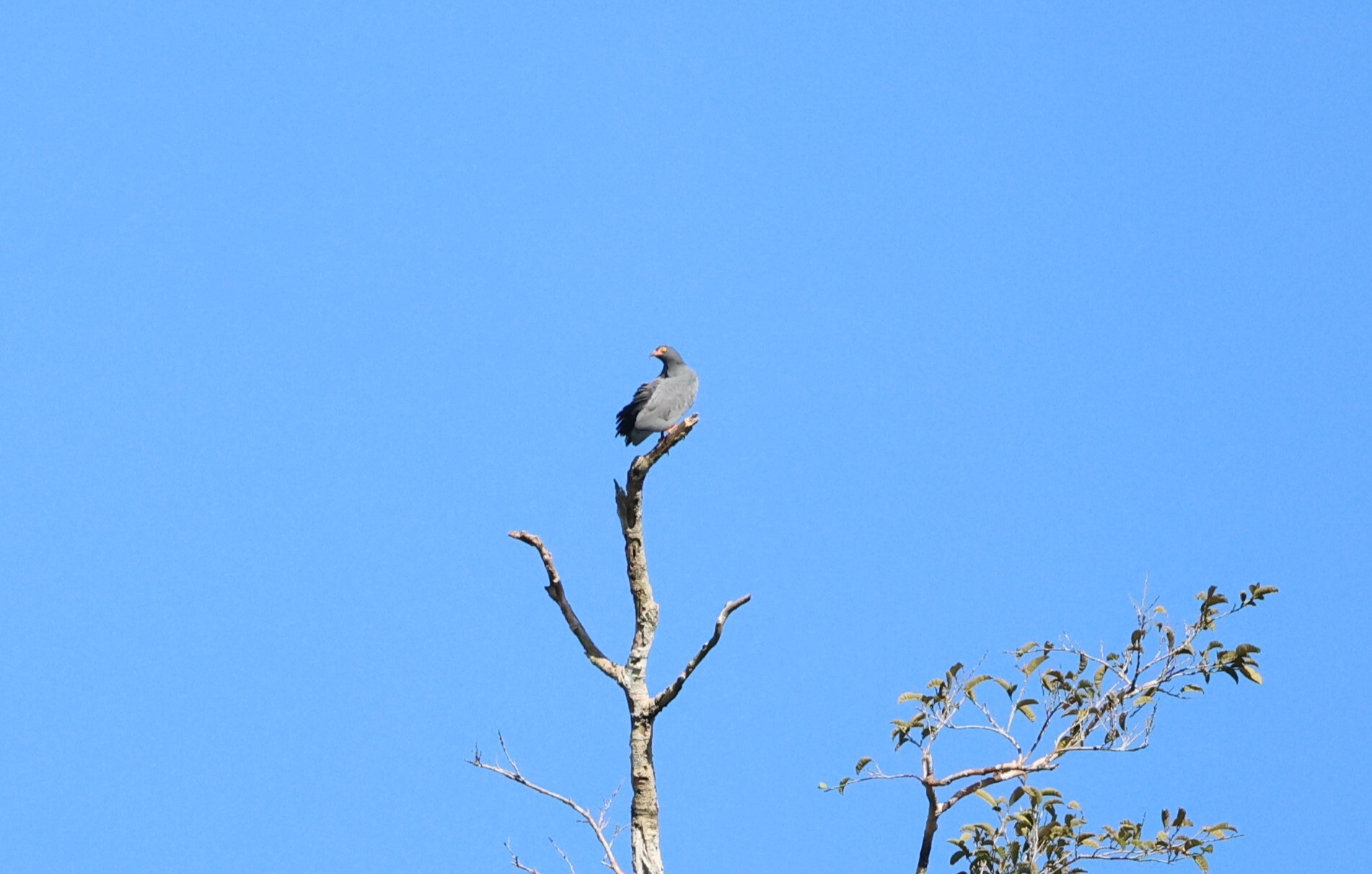 Slender-billed Kite (Helicolestes hamatus), photo 1