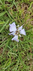 Phalocallis coelestis, photograph (c) Jens-Christian Svenning, some rights reserved (CC BY)