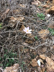 Crocus cambessedesii