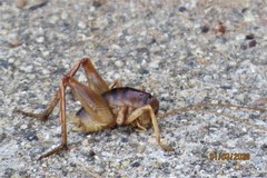 Ceuthophilus hesperus