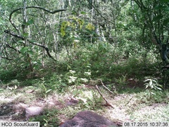 Odocoileus virginianus sinaloae