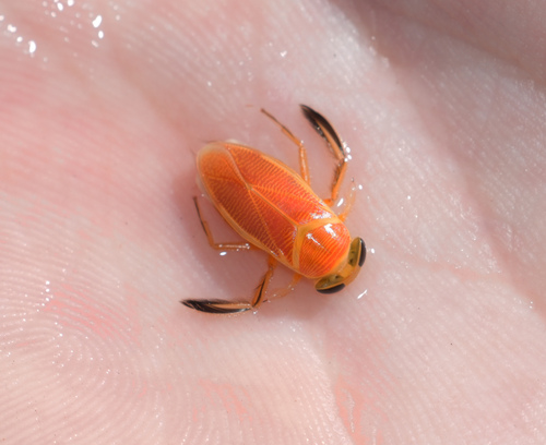 Graptocorixa abdominalis