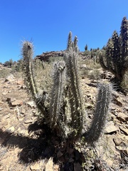 Desert Torch Cactus (Trichocereus deserticola)