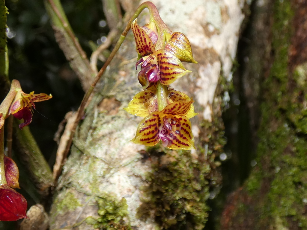 Bulbophyllum francoisii
