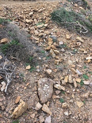 Crocus cambessedesii