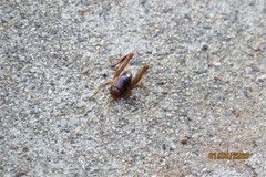 Ceuthophilus hesperus