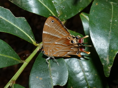 Saribia tepahi