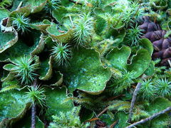 Peltigera britannica