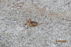 Ceuthophilus hesperus