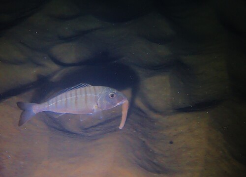 Lithognathus mormyrus