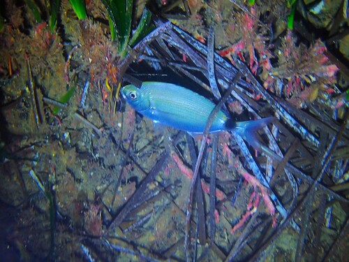 Oblada melanurus