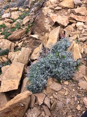 Teucrium subspinosum