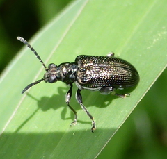 Lema chalcoptera