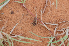 Cicindela calligramma