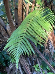 Cibotium glaucum
