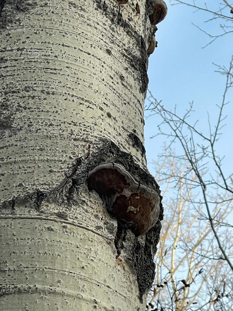 Phellinus tremulae · November 2025 · photo: © one3u9 (iNaturalist, cc0)