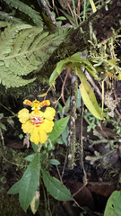 Erycina crista-galli, photograph (c) Josh Noseworthy, some rights reserved (CC BY)
