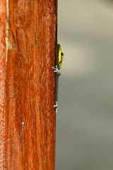 Lygodactylus picturatus