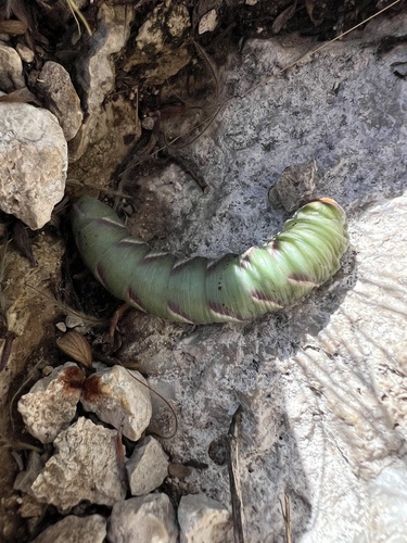 Sphinx asellus
