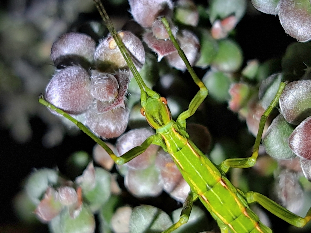 Otraleus labanrataensis