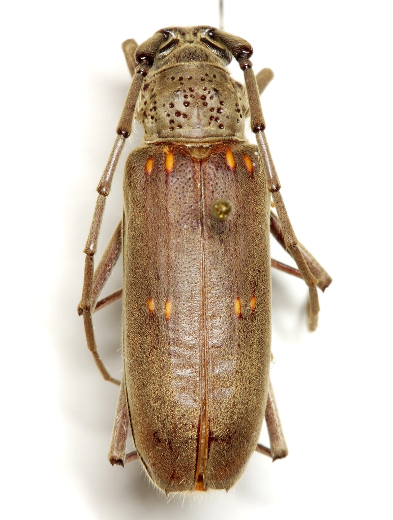 Speckle-necked Longhorn Beetle
