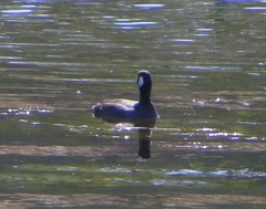 Fulica americana