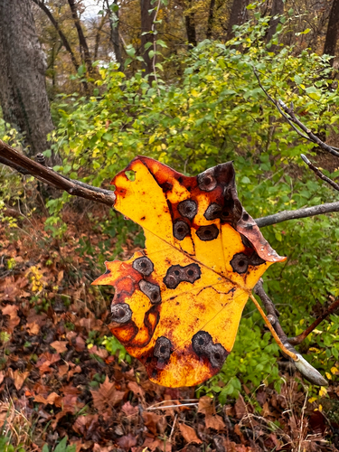 Unknown species found near Chesapeake and Ohio Canal Trail, Potomac, MD, US
