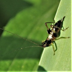 Conocephalus nigropleurum