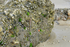 Cryptoblepharus africanus