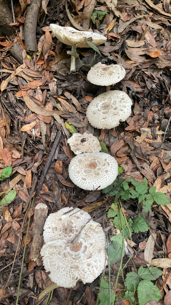 Chlorophyllum brunneum · November 2025 · photo: © philmaynard (iNaturalist, CC)