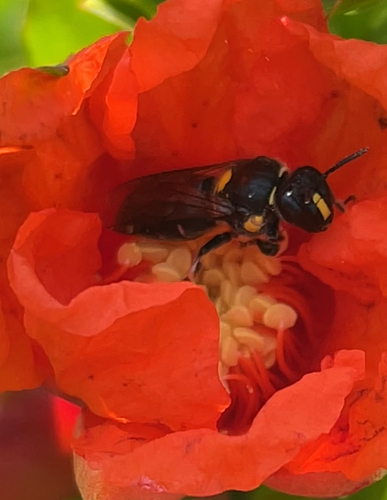Meroglossa impressifrons impressifrons