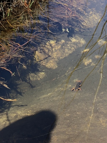 iNaturalist observation photo of Sierra Newt