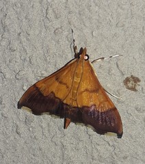Pyrausta bicoloralis