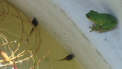 Dendropsophus molitor