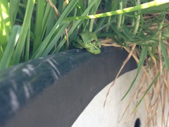 Dendropsophus molitor