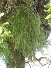 Phlegmariurus
