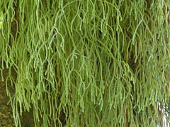 Phlegmariurus